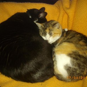 IMGP2769 Floh und Püppi