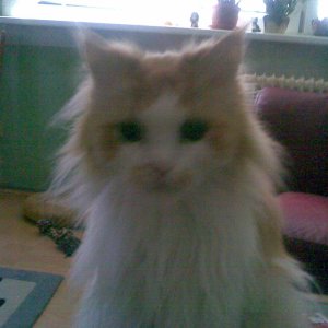 Bild04  Mein Pascha.