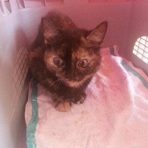 Das allererste Bild von Kikki :'-( 2013 08 22 12.36.07