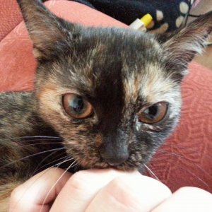 Hier in der Stube, schon gemeinsam mit den Großen 2013 09 01 08.27.18