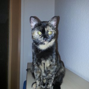 Alienkatze 2013 10 13 22.23.07