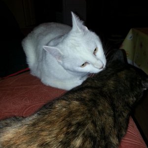 Das erste Putzen, was ich gesehen habe <3 2013 10 29 21.38.50