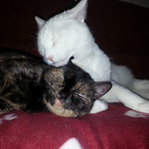 so süß 2013 12 29 19.15.42