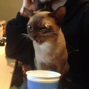 Angriff der Kefir-Krieger