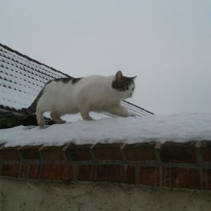 ich frage mich, wie er da hoch kam. Denn bei uns geht er nach dem Motto "nur nicht zu viel bewegen, und springen schon gar nicht"