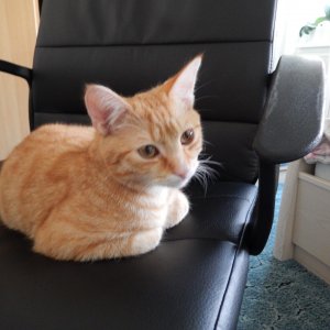 DSCN1398 Sammy mit 4 Monaten