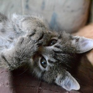 Balou, am 24.08.2014

"Pfui, wer stinkt da so??"