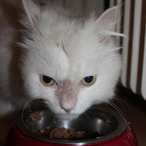 Neo - erster Tag bei mir