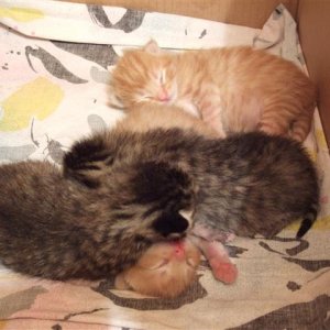 6 Tage alte Kitten ca 210g