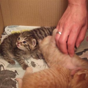 12 Tage alte Kitten ca. 310g