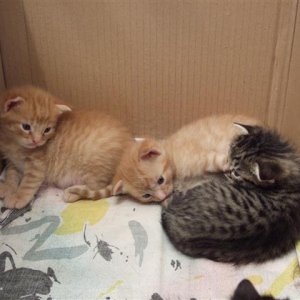 18Tage alte Kitten, ca. 430g