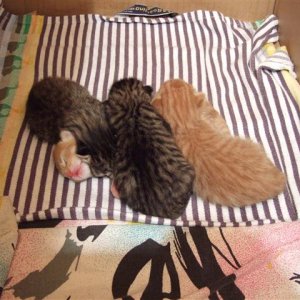 1 Tag alte Kitten, ca. 120g