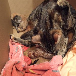 Frisch geschlüpft und nass