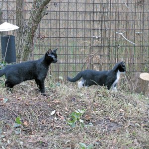 2016 11 11 Garfield und Stanislaus beim ersten Freigang im Alter von 101 Tagen (14 Wochen und 3 Tagen) 1