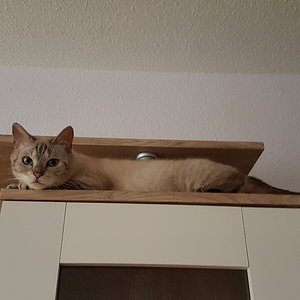 Maza auf meiner Anbauwand