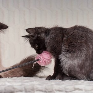 Podcast Urbane Katzenmythen Folge 1 Die Katze als Einzelgänger