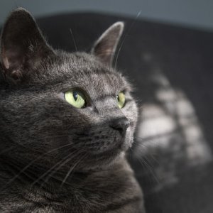 Russisch Blau Mischling_2.jpeg