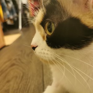 Wasser beobachten. Mit Tropfen auf der Nase.