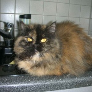 Austauschbild - Bitte nicht bewerten