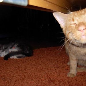 Da ist gerade mein nerviger Halbbruder Benvolio eingezogen...Ich mag ihn zwar, aber das darf man ihm nicht sagen... er ist eine von-und-zu-Rassekatze und meint dadurch was besseres zu sein...