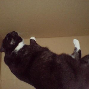 JUHUUU!!! ich hab eine Kartonatze =)