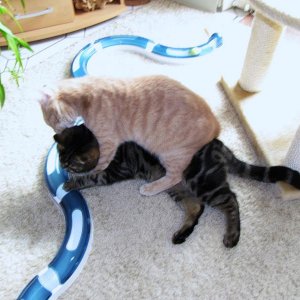 Tommy hat Lucy zum fressen gern..